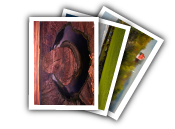 Picasa_fan Picasa fan