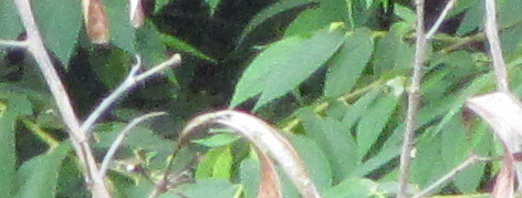 IMG_0031 150.5 mm 1-200 sec at f - 5,8 IMG 0031 150.5 mm 1 200 sec at f 58