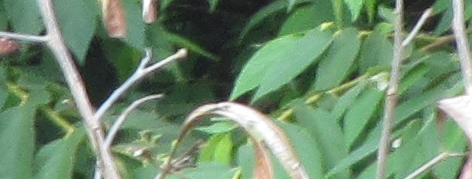 IMG 0033 150.5 mm 1 50 sec at f 63