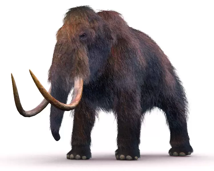 Kita akan Melihat Mammoth di Masa Depan? 2 mammoth4