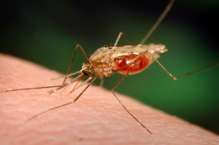 Jamur Anti Malaria 4 malaria mosquito