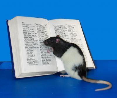 smart rat smart rat