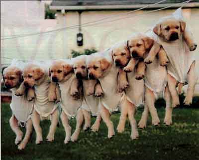 Game Penyiksaan Binatang Hadir di Android 2 funny puppies