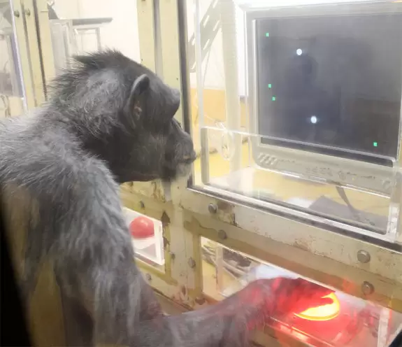 chimps play video game