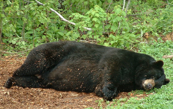 hibernate hibernate