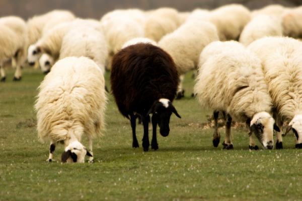 Menyalahkan Game untuk Tindak Kriminal? Anda Pasti Seorang Rasis! 15 black sheep