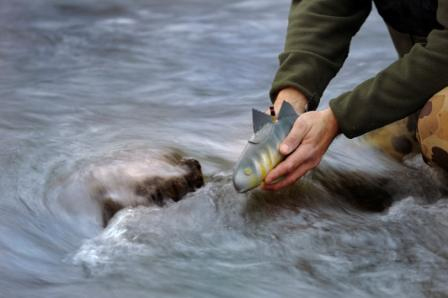 Robot Ikan Pengawas Air Sungai yang Tercemar 5 Robot Ikan