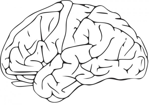 brain clipart brain clipart