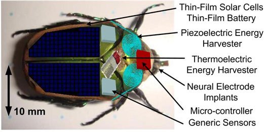 Serangga Cyborg, Penyelamat di Situasi Genting 10 CyborgBug UniversityOfMichigan