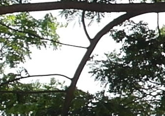 SAM 4084 NX200 ISO 100