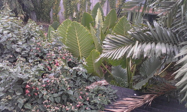 HTC Sensation XL - Kamera Depan Outdoor