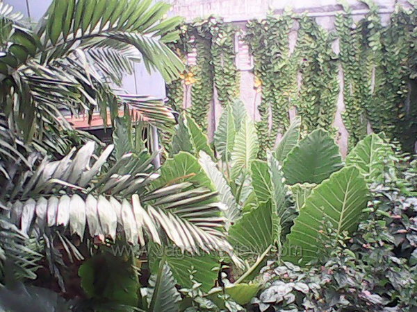 Review Axioo PicoPad 7 BGT: Tablet Android Murah dengan Graphics Galaxy S2 1 Axioo PicoPad 7 - Kamera Outdoor