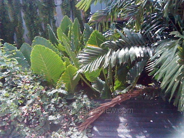 Review Smartphone HTC Sensation XE: Android Kencang dengan Suara Beats 3 HTC Sensation XE- Kamera Depan Outdoor