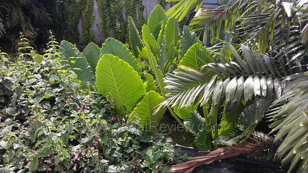 Review Smartphone HTC Sensation XE: Android Kencang dengan Suara Beats 1 HTC Sensation XE - Kamera Utama Outdoor