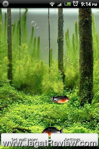 Piranha Piranha