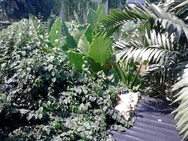 Smartfren Andro Max Kamera Outdoor