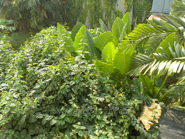 Sony Xperia Sola Kamera Outdoor