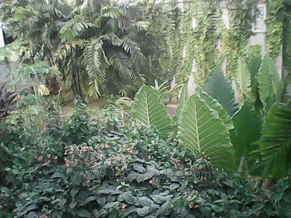 Cross A7Star - Hasil Kamera Depan Outdoor Cross A7Star Hasil Kamera Depan Outdoor