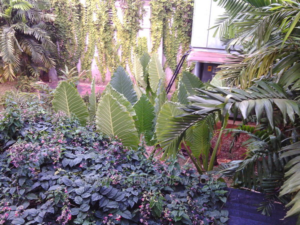 Cross A7Star - Hasil Kamera Utama Outdoor Cross A7Star Hasil Kamera Utama Outdoor