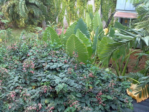 Sony Xperia Go - Hasil Kamera Outdoor Sony Xperia Go Hasil Kamera Outdoor