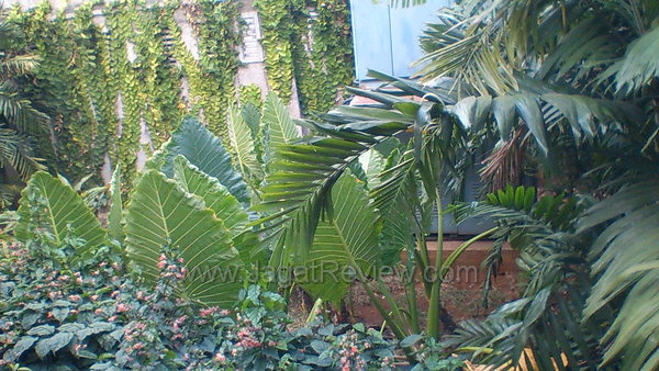 Sony Xperia Ion - Hasil Kamera Depan Outdoor Sony Xperia Ion Hasil Kamera Depan Outdoor