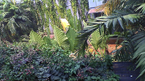 Acer Iconia A701 - Hasil Kamera Depan Outdoor Acer Iconia A701 Hasil Kamera Depan Outdoor