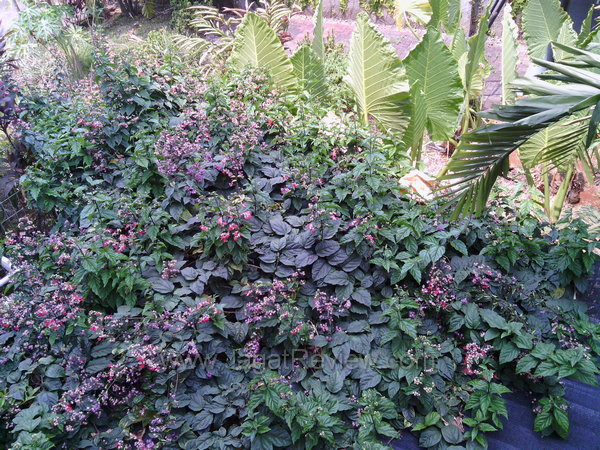 Acer Iconia A701 - Hasil Kamera Utama Outdoor Acer Iconia A701 Hasil Kamera Utama Outdoor