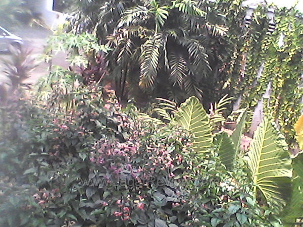 Axioo PicoPad 5 - Hasil Kamera Depan Outdoor Axioo PicoPad 5 Hasil Kamera Depan Outdoor