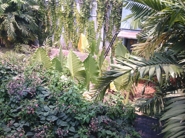 Axioo PicoPad 5 - Hasil Kamera Utama Outdoor Axioo PicoPad 5 Hasil Kamera Utama Outdoor