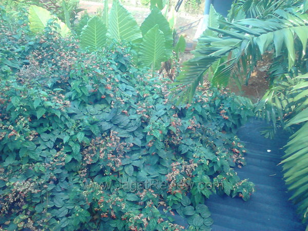 Sony Xperia Tipo Dual Hasil Kamera