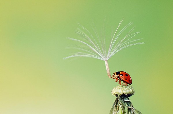 Smithsonian photo contest alteredimage ladybug seed hiep hoang