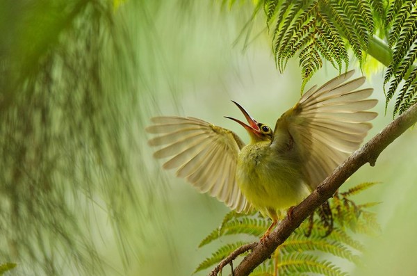 smithsonian photo contest naturalworld bird spiderhunter wings bjorn olesen