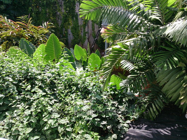 Sony Xperia Z - Kamera Utama Outdoor Sony Xperia Z Kamera Utama Outdoor