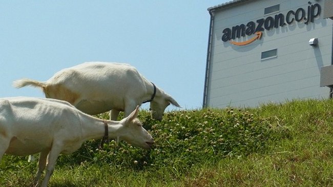 Amazon Jepang Pekerjakan Kambing 1 amazon goats