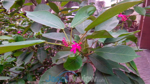 Review Acer Liquid E2: Quad-Core Terjangkau Berlayar 4,5 Inci 7 Hasil kamera belakang (outdoor)