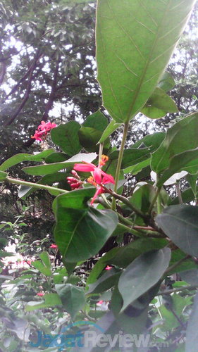 Review Acer Liquid E2: Quad-Core Terjangkau Berlayar 4,5 Inci 9 Hasil kamera depan (outdoor)