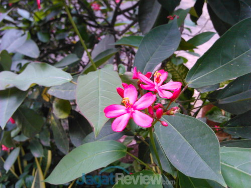 Kamera Utama (outdoor)