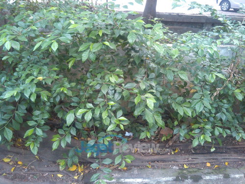 Review Lenovo A706: Smartphone Quad Core Murah dengan Dolby Digital 3 Lenovo A706 _ Kamera Utama outdoor