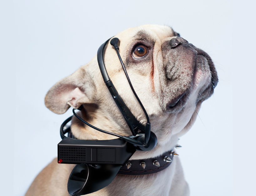 no more woof translates animal thoughts into english designboom 01
