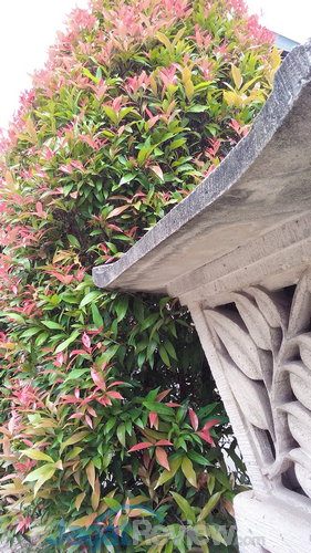 Review Oppo Find Way S: Smartphone Android Kencang dengan Desain Premium 10 Hasil foto outdoor kamera depan