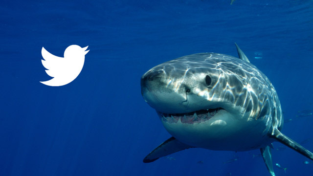 Hiu Australia Gunakan Tweet untuk Peringatkan Para Perenang 1 shark tweet