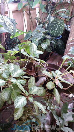 Review Cyrus Cerry Slim: Android Quad Core Murah Berlayar Besar 6 Cyrus Cerry Slim Hasil Kamera Belakang (outdoor)