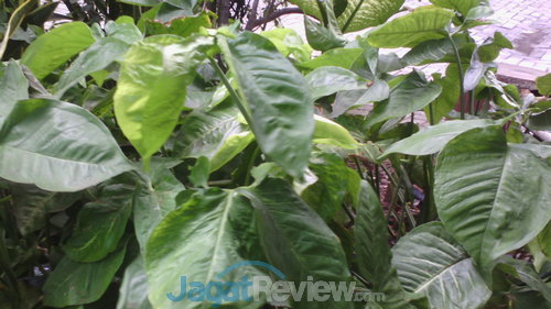 Review Lenovo A516: Smartphone Android Terjangkau Berdesain Premium 6 IMG_20140224_151632