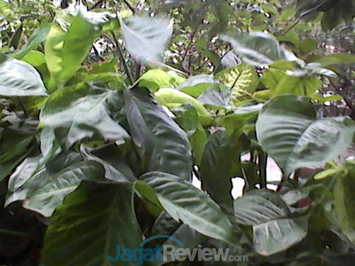 Review Lenovo A516: Smartphone Android Terjangkau Berdesain Premium 8 IMG_20140224_151639