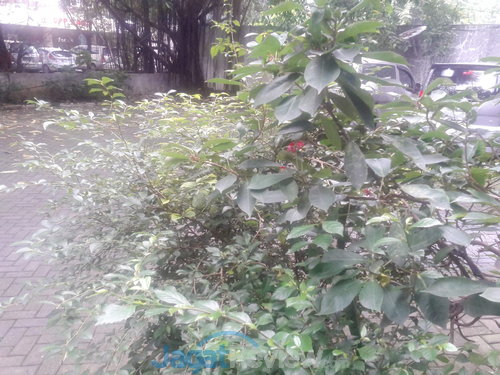 Review Google Nexus 10 (KitKat): Tablet Android Dual Core Kencang 11 Nexus 10 hasil foto outdoor (kamera belakang)