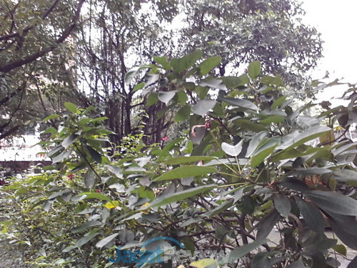 Review Google Nexus 10 (KitKat): Tablet Android Dual Core Kencang 13 Nexus 10 hasil foto outdoor (kamera depan)