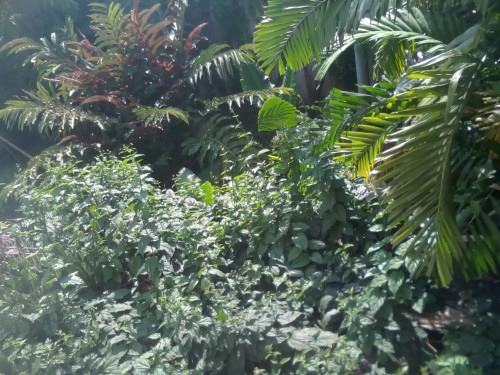 Evercoss Elevate A66s - Hasil Kamera Depan Outdoor