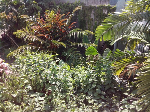 Evercoss Elevate A66s - Hasil Kamera Utama Outdoor