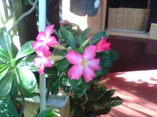 Review Axioo PICOpad 7 3G: Tablet Android Lokal dengan Body Tipis 7 Hasil Kamera Belakang Axioo PICOpad 7 3G (1)