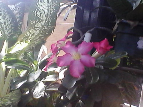 Review Axioo PICOpad 7 3G: Tablet Android Lokal dengan Body Tipis 9 Hasil Kamera depan Axioo PICOpad 7 3G (1)